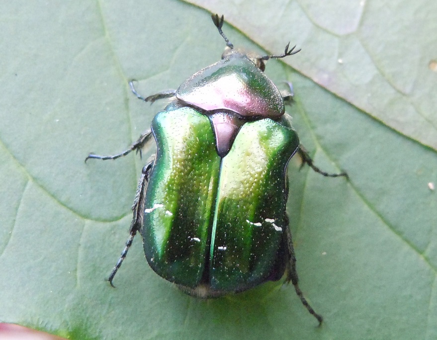 Cetonia aurata pisana, Cetoniidae